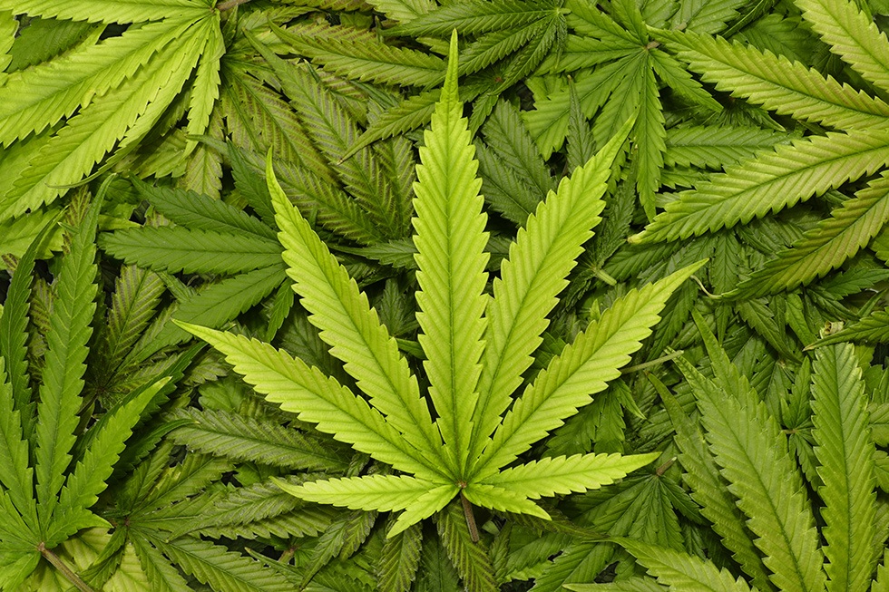 Is Weed Addictive? Marijuana Facts, Symptoms and Treatments