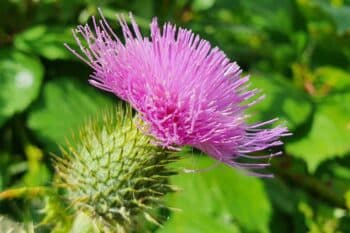 closeup spear thistle flower